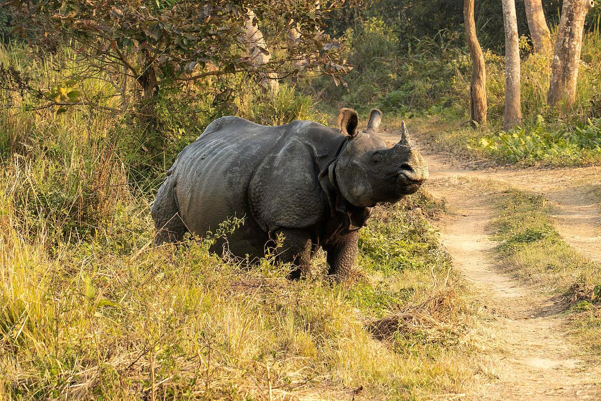 A one-horned rhinoceros on a grassy trail in Kaziranga National Park
