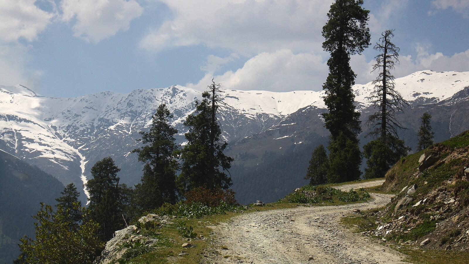 A gravel mountain road curving past pine trees towards snow-capped peaks on the way to Saach Pass