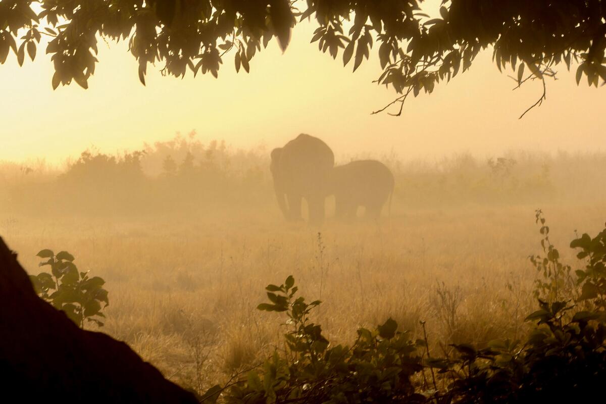 A pair of elephants in golden morning mist in the grasslands of Jim Corbett National Park