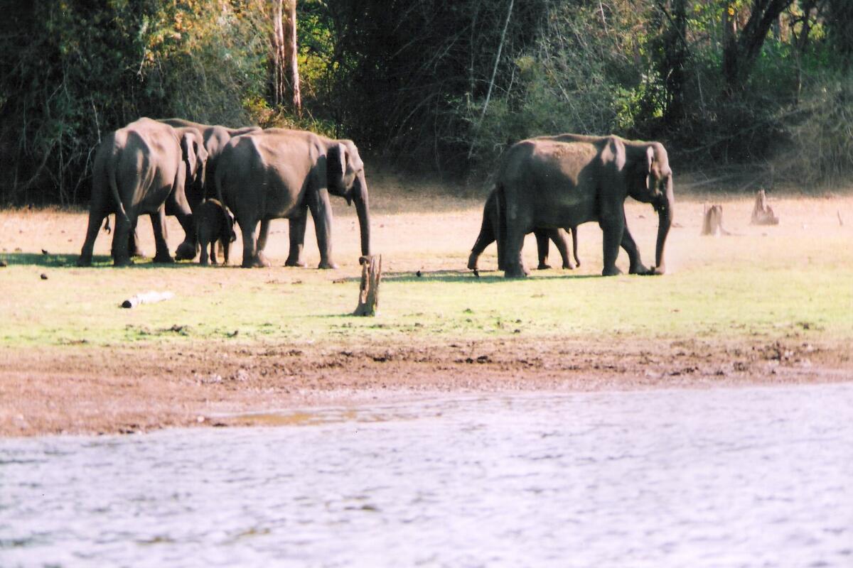 A herd of elephants at the water's edge on the Kabini backwaters