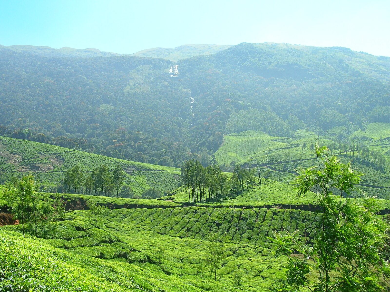 Munnar's tea estates