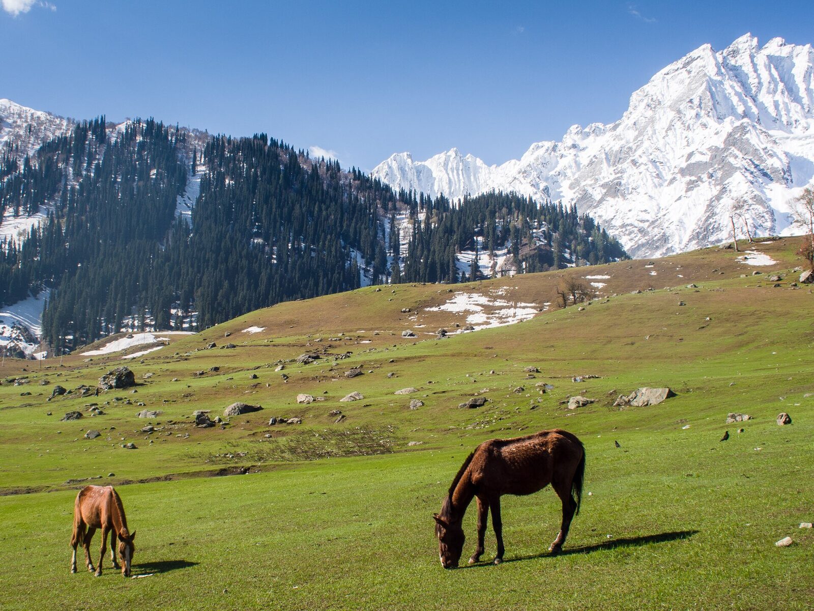Horses in Sonamarg