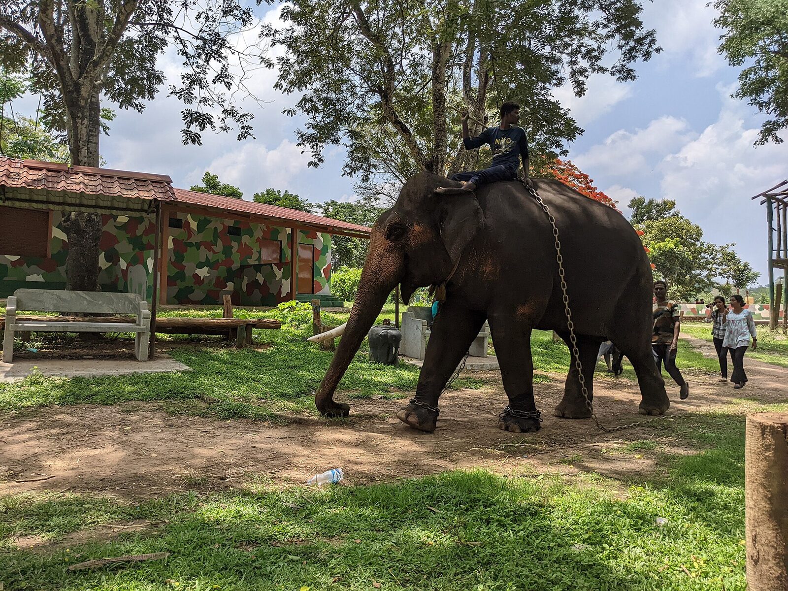 An elephant at Dubare