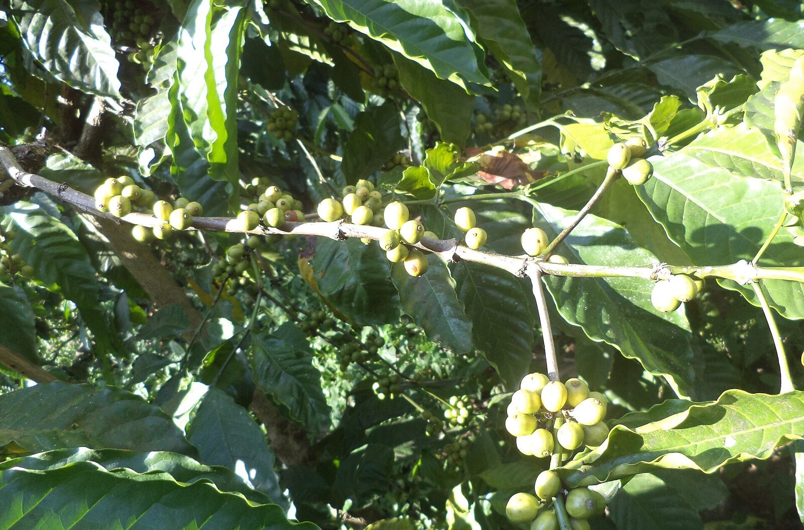 Coffee cherries in Coorg