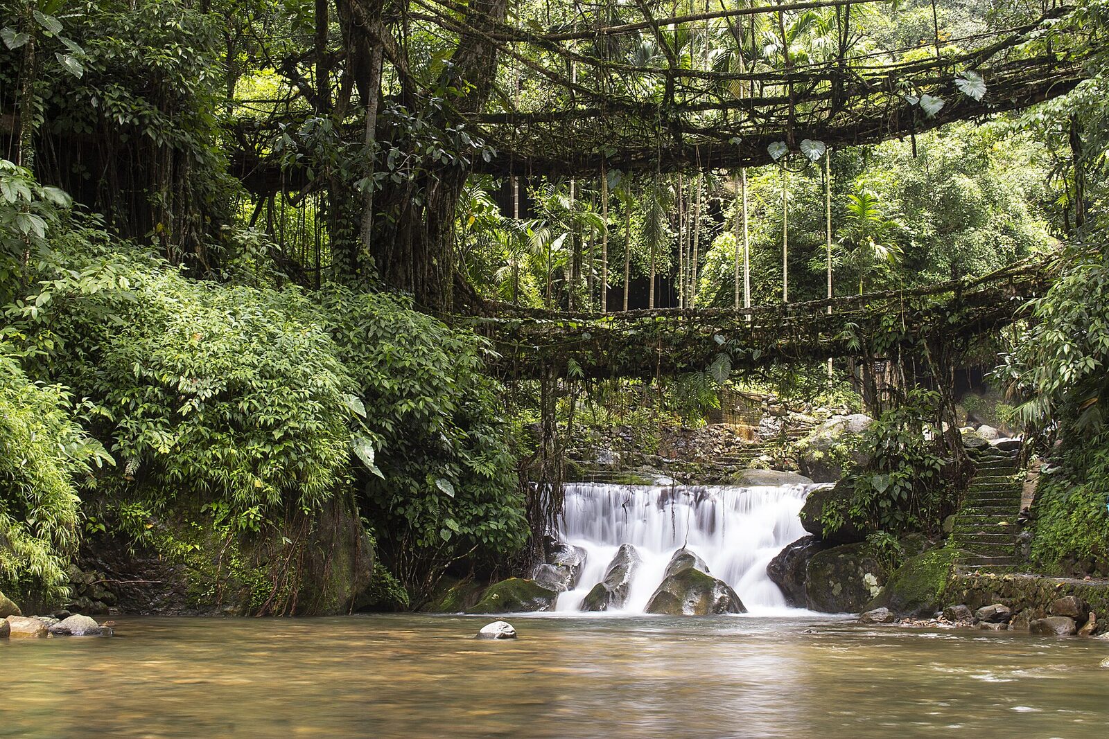 The double-decker living root bridge